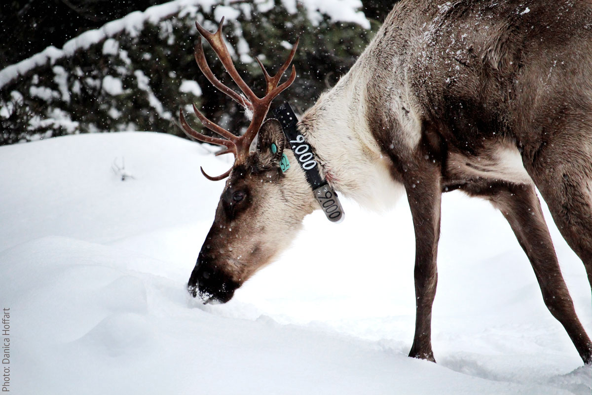 Caribou with collar and ear tag in the snow