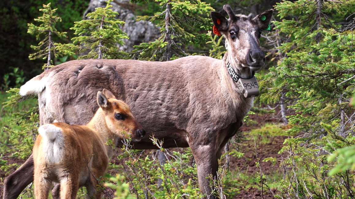 caribou cow and calf